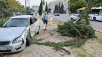 Новости » Криминал и ЧП: В Керчи легковушка на Кирова снесла дерево