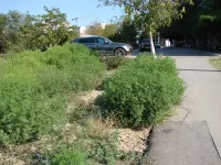 В районе Блюхера в Керчи продолжает расти амброзия