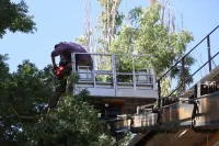 Новости » Общество: В Керчи сносят сухостой на придомовых территориях будущего благоустройства