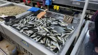 В рыбном корпусе на центральном рынке в Керчи сегодня было так