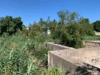 Новости » Общество: Историческое место древней Керчи заросло камышами