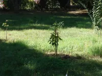 Служба городского хозяйства Керчи: плановый полив саженцев и цветов