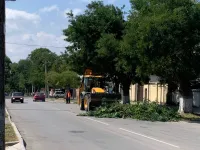 Новости » Общество: В Керчи продолжаются работы по обрезке аварийных веток высоких деревьев