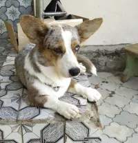 Новости » Прочее: Пропала собака