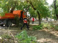 Новости » Общество: Служба городского хозяйства провела кронирование деревьев в Комсомольском парке