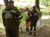 Новости » Общество: Вдоль улицы Андрея Первозванного в Керчи сегодня кронировали деревья