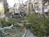 Новости » Общество: У дома по Горького, 22 в Керчи ведется спил высоких деревьев