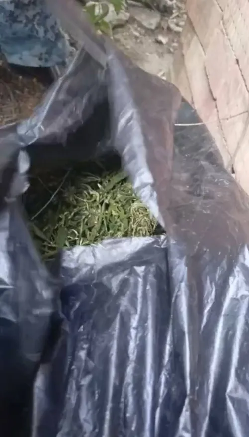 Керчанин хранил у себя дома более 4 кг частей растений конопли