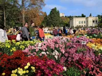 Новости » Общество: В Никитском ботаническом саду проходит традиционный бал хризантем