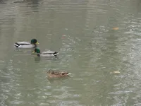 Новости » Экология: В чистой городской речке Керчи утки чувствуют себя прекрасно