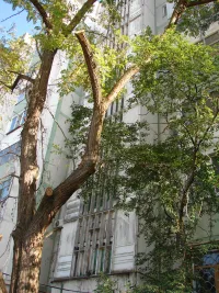 Новости » Общество: У первого подъезда дома №1 по Сморжевского в Керчи спилили ветки аварийного дерева