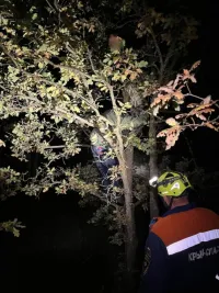 В Крыму дикие кабаны загнали подростков на дерево