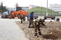 В ноябре в Керчи обещают высадить около 70 деревьев