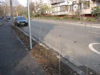 Новости » Общество: Вдоль переулка 2-ой Портовый в Керчи высадили саженцы деревьев