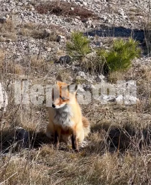 В Крыму участились нападения зараженных животных