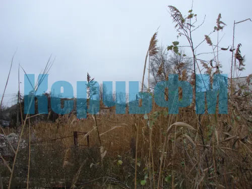 Трехметровые камыши за погнутым забором в центре Керчи