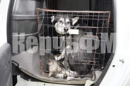 Воющую собаку из квартиры дома по Суворова, 10 в Керчи определили в приют