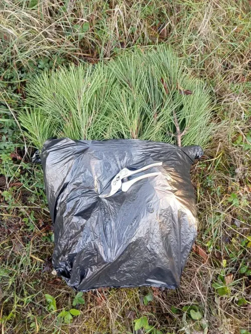 Незаконная «новогодняя добыча» леса пресечена в Крыму