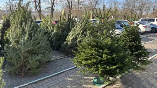 В Керчи появились в продаже живые ёлки