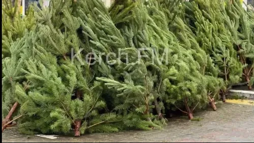 «Ёлочные базары» в Керчи заработают после 15 декабря