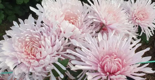 В Никитском ботаническом саду в Крыму выбрали королеву бала хризантем