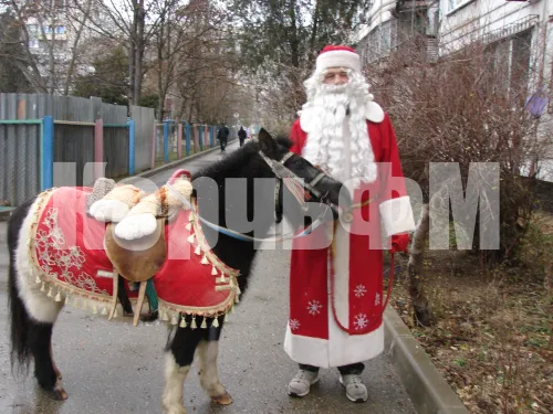 Керченский пони Яша шагает в Год Лошади
