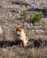 В Крыму участились нападения зараженных животных