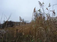 Новости » Общество: Трехметровые камыши за погнутым забором в центре Керчи