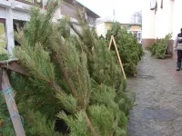 В Керчи заканчиваются новогодние елки