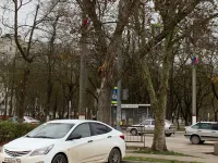 Новости » Общество: Надломленный сук дерева у МФЦ в Керчи не могут убрать третий день