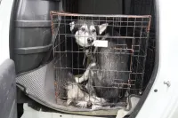 Воющую собаку из квартиры дома по Суворова, 10 в Керчи определили в приют