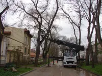 На Петра Алексеева в Керчи спиливают аварийные ветки высоких деревьев