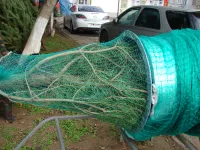 Новости » Общество: В Керчи новогодних красавиц пакуют в специальные сетки