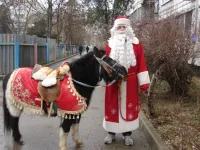 Керченский пони Яша шагает в Год Лошади