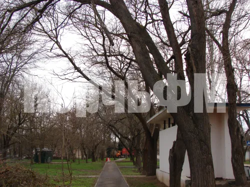 Сильный ветер в Керчи обломил большую ветку дерева на Вокзальном шоссе