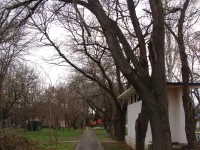 Сильный ветер в Керчи обломил большую ветку дерева на Вокзальном шоссе