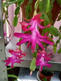 Уроки доброты и красоты: Оранжерея Керченской школы-интерната