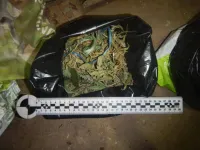 Керчанин вырастил и хранил дома порядка 2,5 кг каннабиса