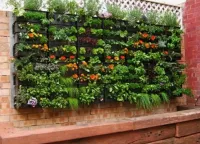 Живая стена: создаём фитостену или вертикальный огород на кухне своими руками