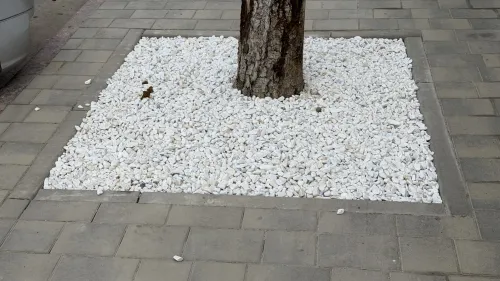 В Керчи обновили основания у корней деревьев