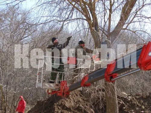 Территорию двора дома №24 по Суворова в Керчи расчищали сегодня от старых деревьев