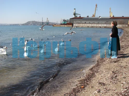 Белые лебеди этой весной в Керчи облюбовали зону отдыха "Черепашка"