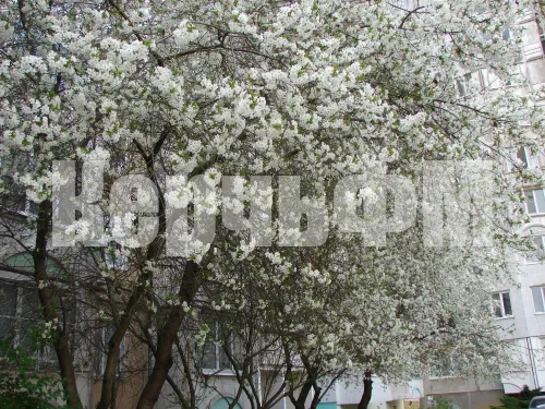 В Керчи вовсю цветут плодовые деревья