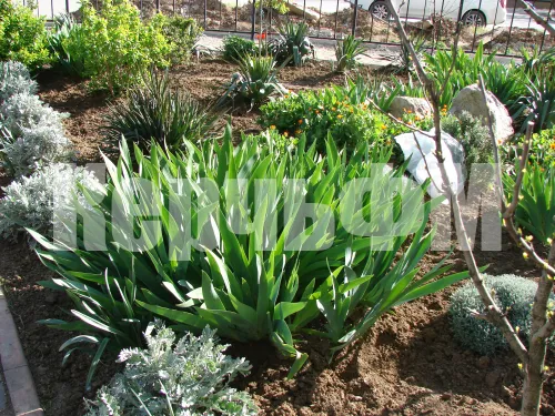 Весенняя красота у арки Кирова, 119 и Сморжевского, 1 в Керчи