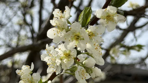 В Керчи распускаются первые весенние цветы