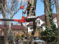 Новости » Общество: У здания Паспортного стола Керчи ведется кронирование деревьев