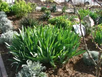 Новости » Общество: Весенняя красота у арки Кирова, 119 и Сморжевского, 1 в Керчи