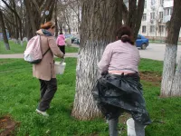 Новости » Экология: Вдоль улицы Кирова в Керчи сегодня белят деревья