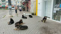 Новости » Общество: В районе Сморжевского в Керчи резко увеличилось количество бродячих собак