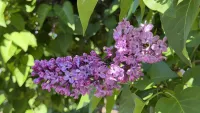 Новости » Общество: Аромат весны: в Керчи цветет сирень